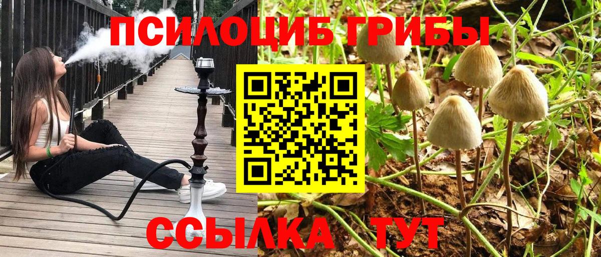 Псилоцибиновые грибы Psilocybe Москва